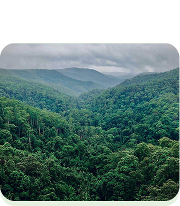 Джунгли Амазонии