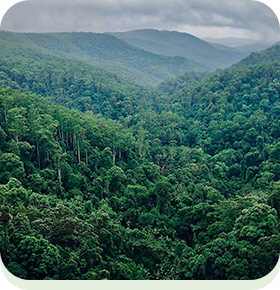 Джунгли Амазонии